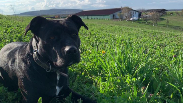 Un câine a dispărut fără urmă de câteva zile. Se oferă o recompensă de 1.000 de euro