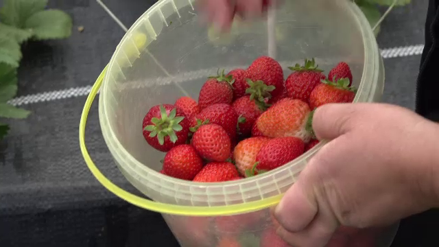 Solariile și câmpurile din România sunt pline de căpșuni. Cât costă un kilogram