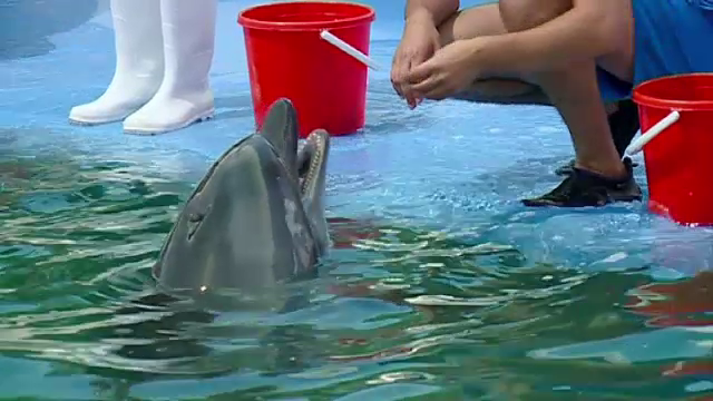 Delfinul Chen Chen, de la Delfinariul din Constanța, nu are COVID-19. Diagnosticul pus de specialiști