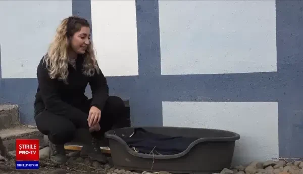 Mureș: Un câine a dispărut fără urmă de câteva zile. Apelul disperat al proprietarilor patrupedului