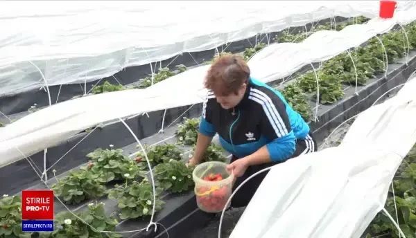 Solariile și câmpurile din România sunt pline de căpșuni. Cât costă un kilogram