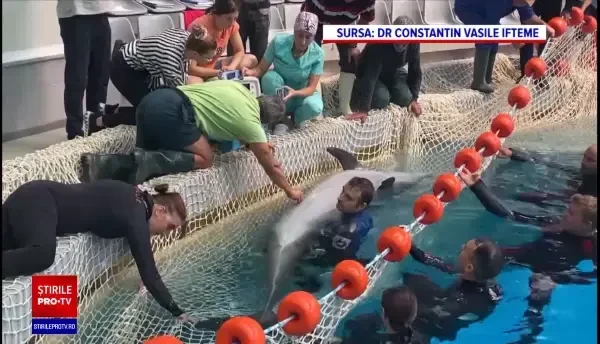 Delfinul Chen Chen, de la Delfinariul din Constanța, nu are COVID-19. Diagnosticul pus de specialiști