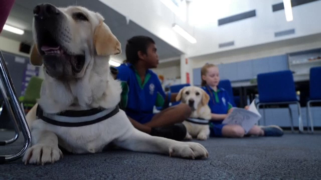 Roxy și Quinton, labradorii care ajută copiii să facă față momentelor dificile. Sunt primiți chiar și în sălile de judecată