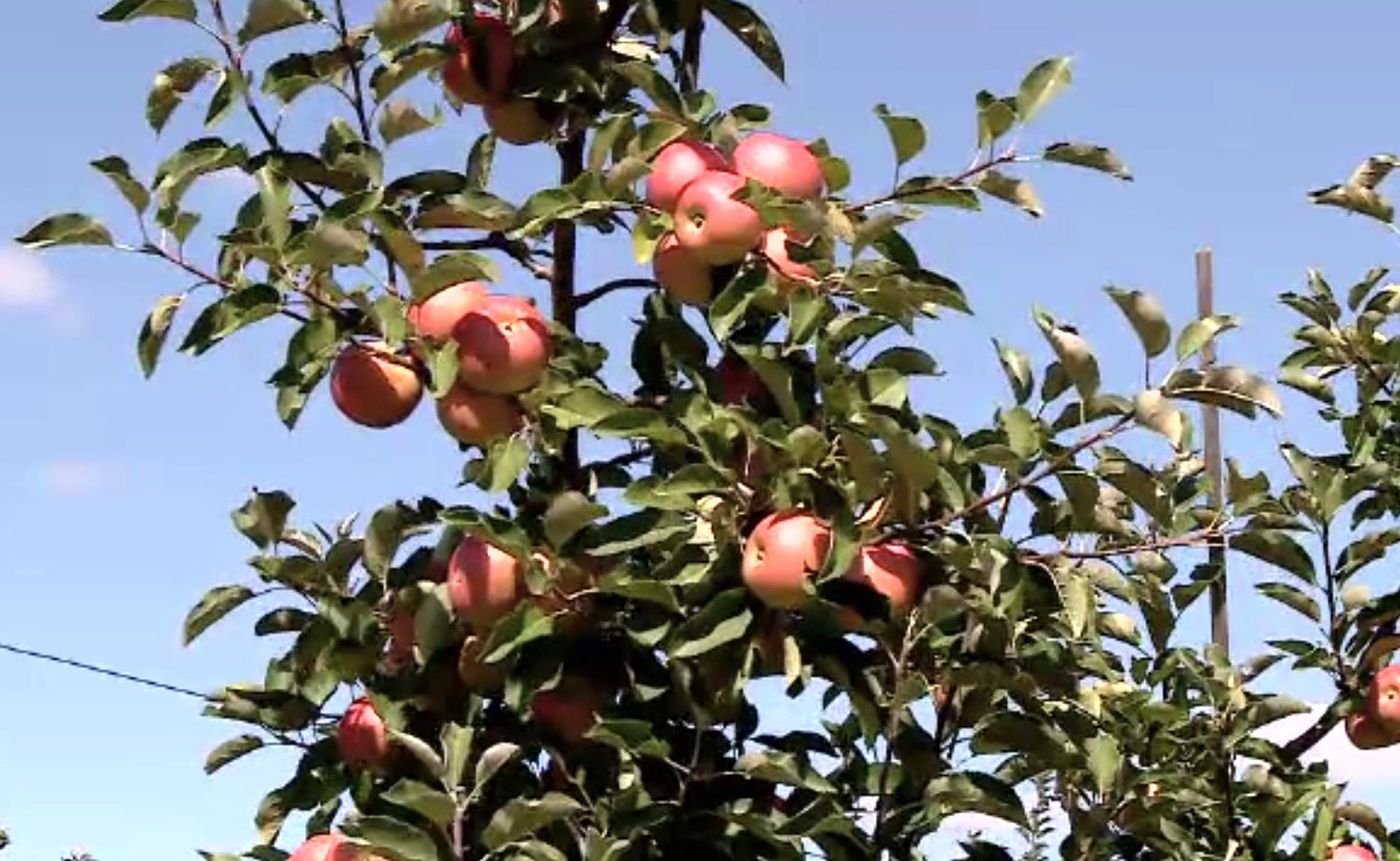 Producție semnificativă de mere toamna aceasta. Producătorii se plâng că nu au cui să vândă marfa