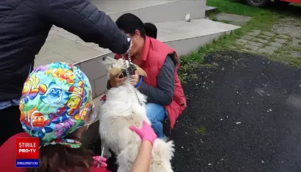 Peste o sută de animale au fost sterilizate de voluntari, în Baia Mare. Inițiativa este menită să stopeze abandonul