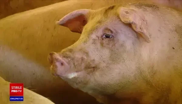 Carnea de porc se scumpește din cauza tarifelor mărite din energie și a pestei porcine: ”Zi de zi apar noi focare”