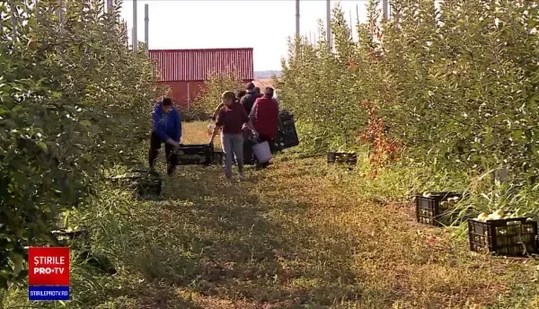 Producție semnificativă de mere toamna aceasta. Producătorii se plâng că nu au cui să vândă marfa
