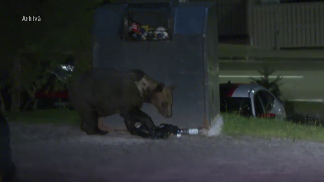 Un bărbat din Comarnic, în stare gravă. A fost atacat de un urs chiar în livada sa