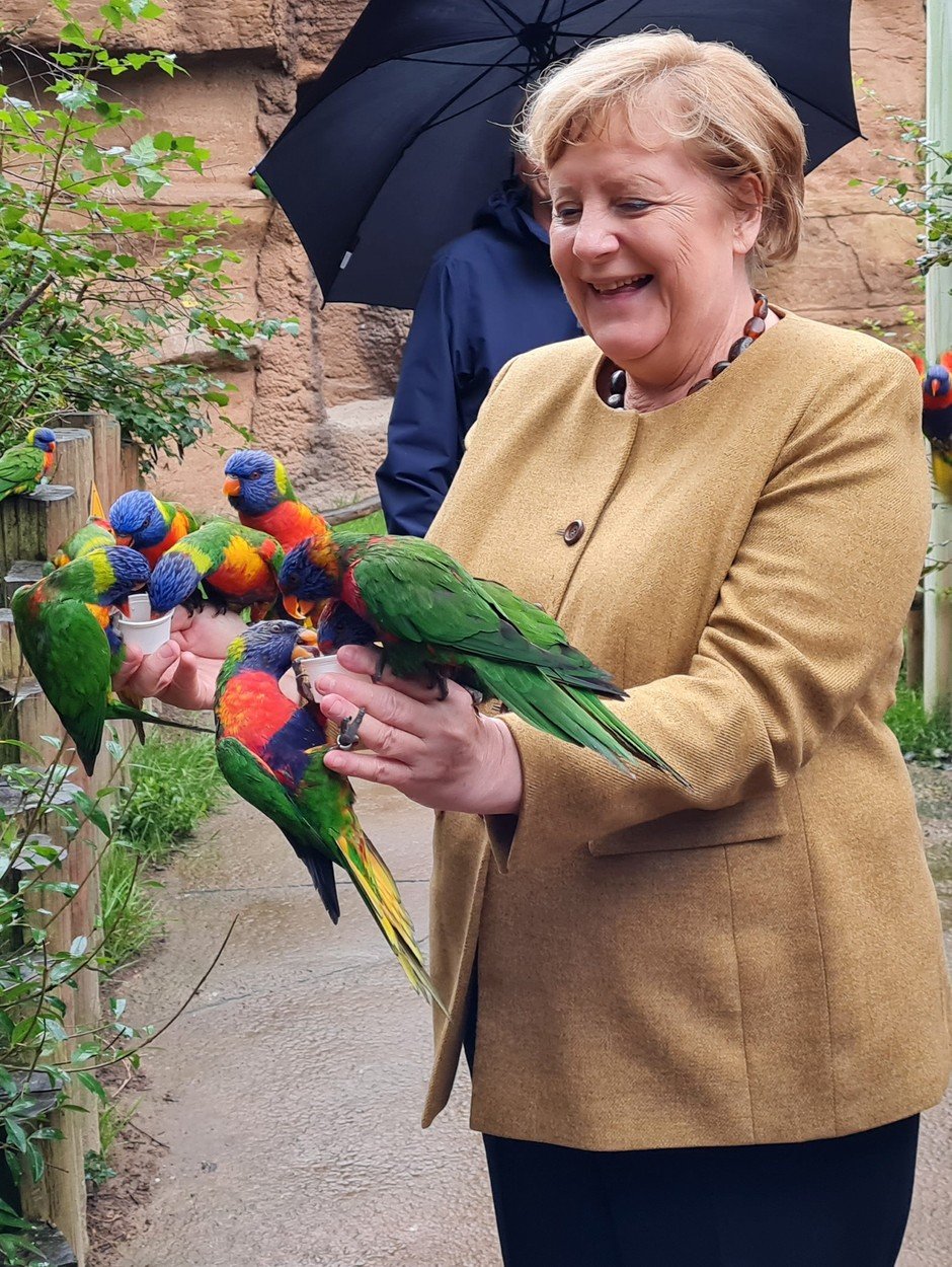 Angela Merkel, &rdquo;atacată&rdquo; de papagali &icirc;n ultimele sale zile de mandat. &rdquo;Niciun animal sau cancelar nu a fost rănit&rdquo;