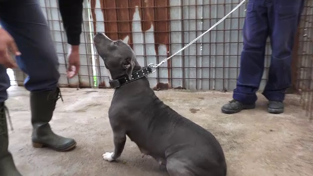 Câini adoptați după ce poveștile lor impresionante au fost făcute cunoscute prin intermediul unor pagini speciale