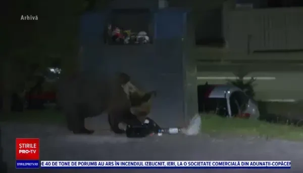 Un bărbat din Comarnic, în stare gravă. A fost atacat de un urs chiar în curtea sa