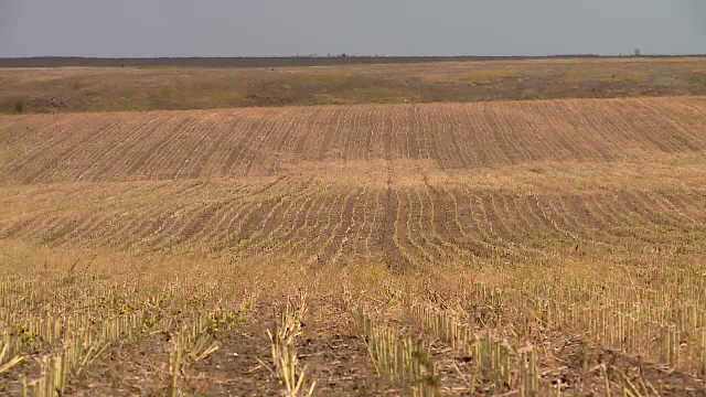 Seceta din acest an a afectat culturile agricole și pășunile. Fermierii nu mai au cu ce să-și hrănească animalele