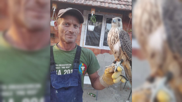 Apariție surprinzătoare în Arad. Un bărbat s-a trezit în mijlocul gospodăriei cu un șoim dotat cu GPS