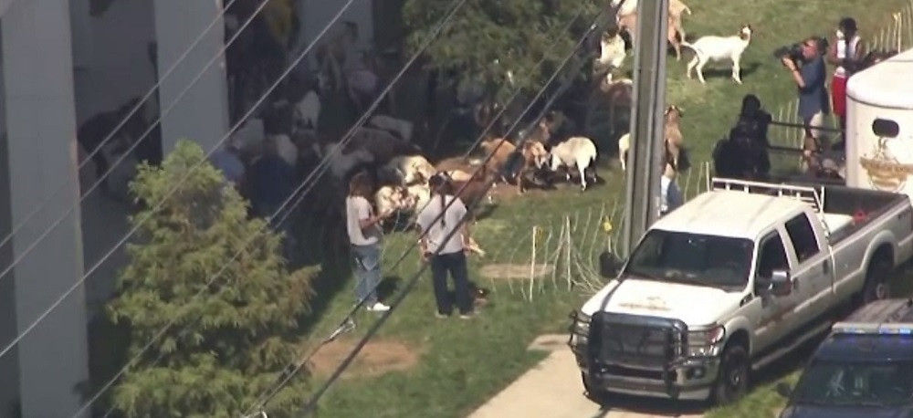 Imagini incredibile surprinse în SUA. O turmă de capre a ieșit la păscut într-un cartier din Atlanta