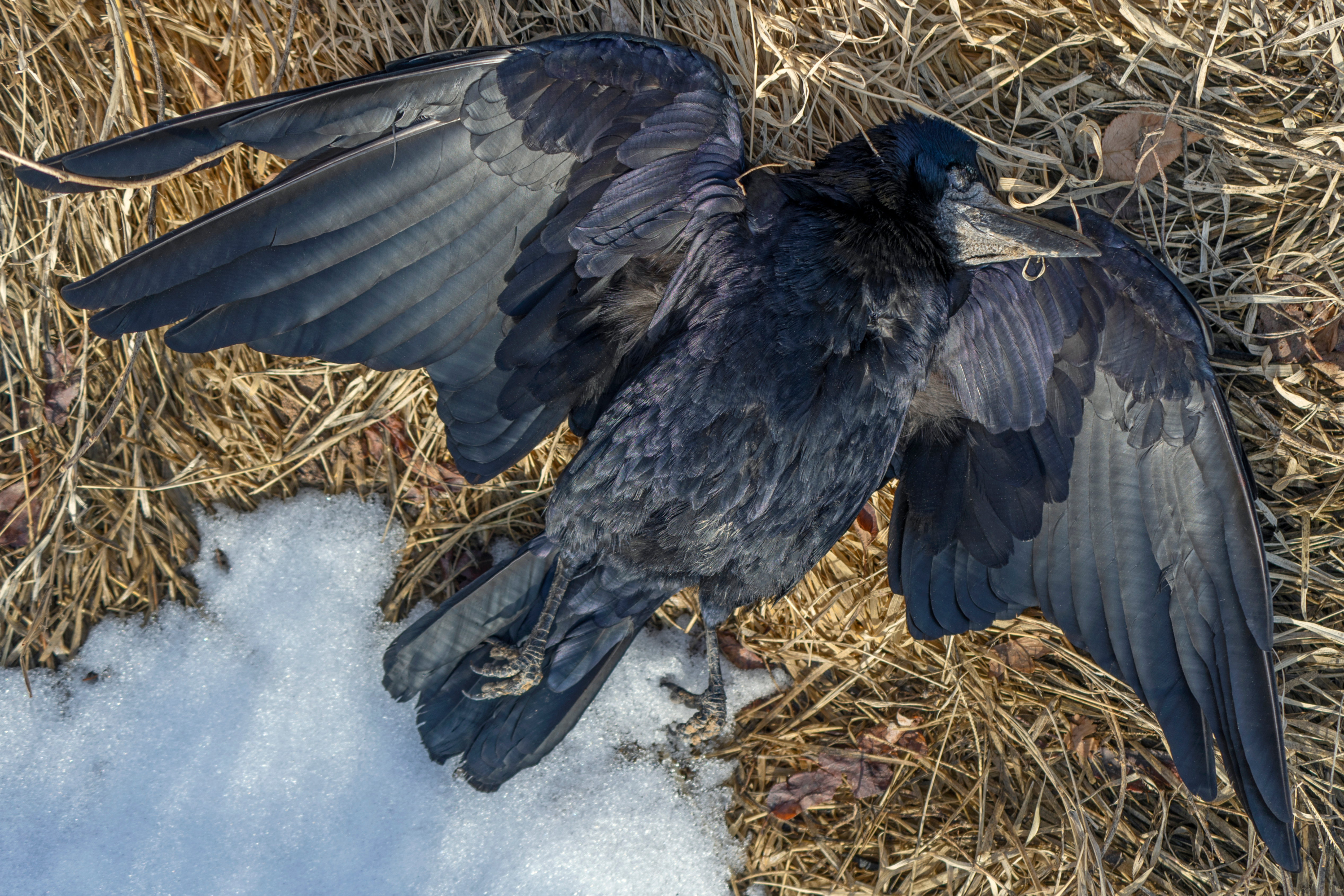 Sute de corbi au căzut din cer, într-o localitate din Rusia. Oamenii vorbesc de scene ”apocaliptice”