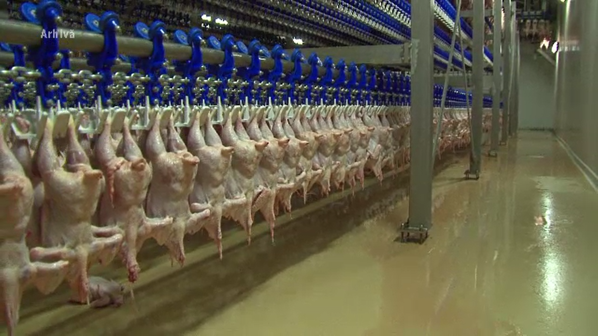 Zeci de tone de carne de pasăre din import, depistate cu salmonella de reprezentanții Autorității Sanitar Veterinare