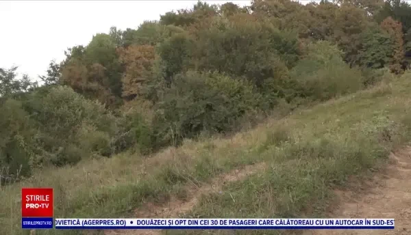 Al doilea atac al ursului, în Breaza, după Comarnic. Victima a vrut să se apere cu un băț