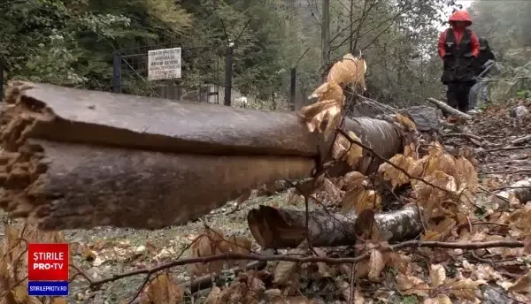 O exploatare forestieră din Prahova a devenit coșmarul locuitorilor din Valea Doftanei. Ce s-a întâmplat în zonă