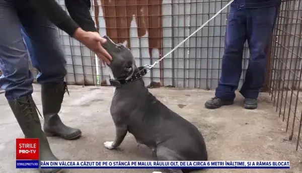 Câini adoptați după ce poveștile lor impresionante au fost făcute cunoscute prin intermediul unor pagini speciale