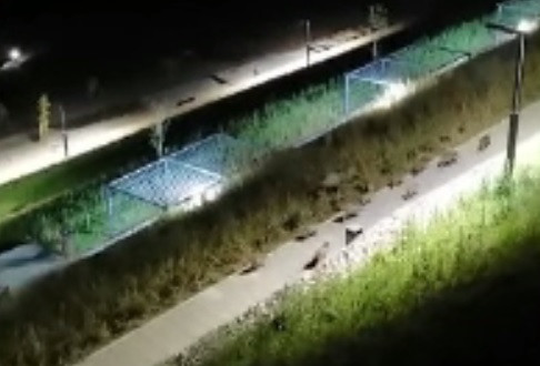 Imagini incredibile surprinse în Oradea. O turmă de mistreți și-a făcut apariția într-un parc din oraș