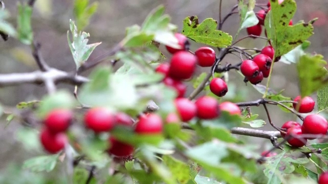 Măceșele răman pe dealuri în această toamnă. Tot mai puțini oameni sunt dispuși să le culeagă
