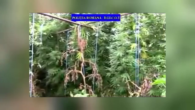 Peste o sută de persoane, audiate de DIICOT, într-un dosar de trafic de droguri de risc