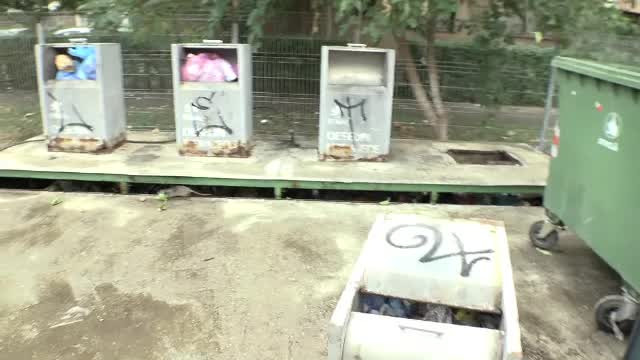 Orașul invadat de șobolani, în care tomberoanele zac neridicate. Oamenii se tem și în casă