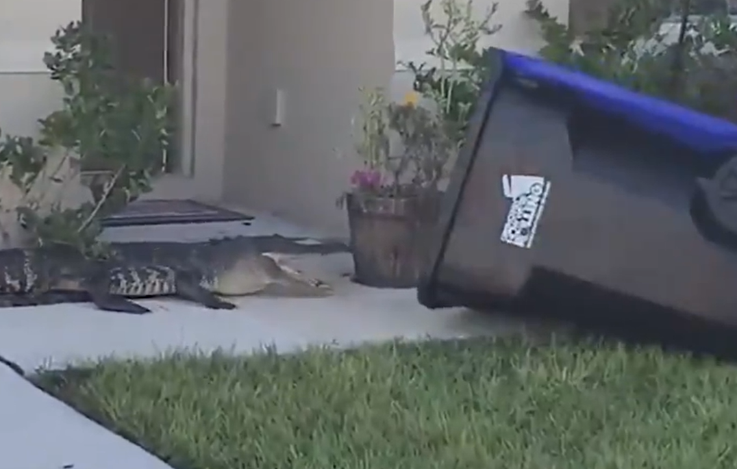 VIDEO Imagini de necrezut. Un veteran a capturat un aligator într-un tomberon, în fața unei case