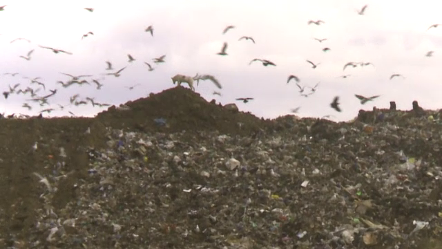 ”Războiul gunoaielor”. Cum a ajuns Bucureștiul să fie captiv unei singure gropi de gunoi active