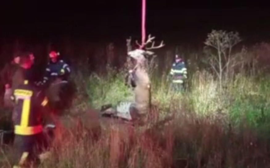 Un cerb a căzut într-un canal aflat pe marginea DN 15. Pompierii din Mureș au intervenit de urgență