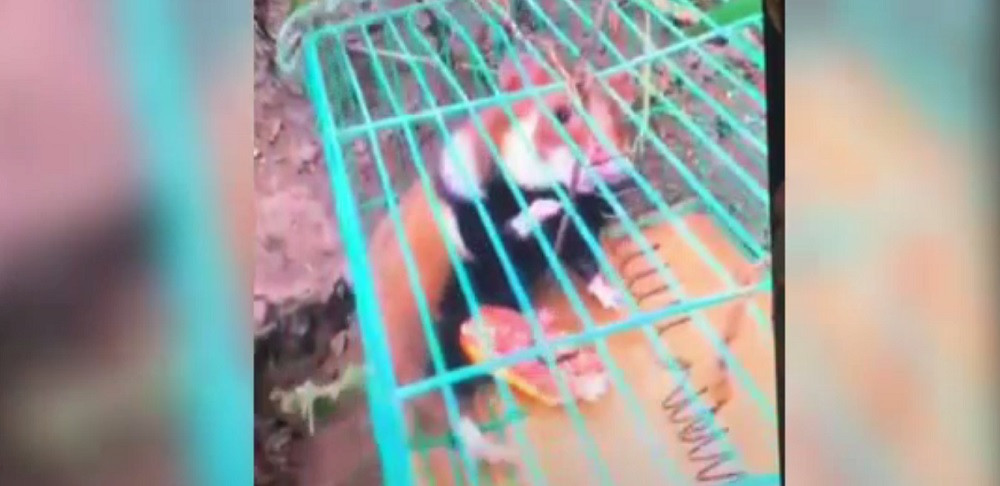 Un bărbat din județul Suceava riscă să ajungă la închisoare, după ce a ucis doi hârciogi