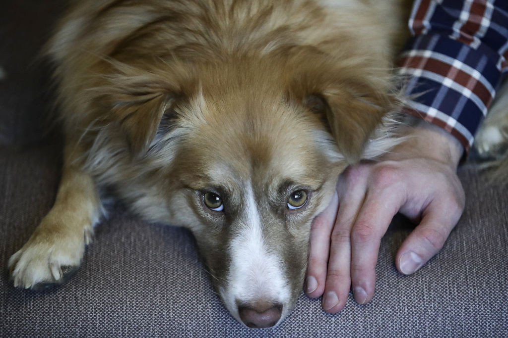 Klaus Iohannis a reclamat la CCR legea privind gestionarea câinilor fără stăpân