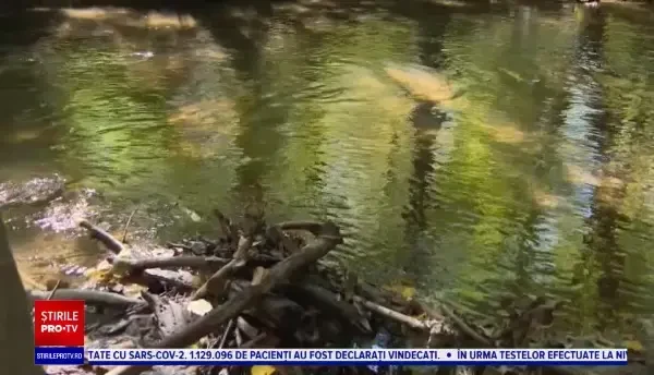 Un băiețel de 6 ani din SUA a făcut o descoperire care l-ar fi încântat pe orice paleontolog