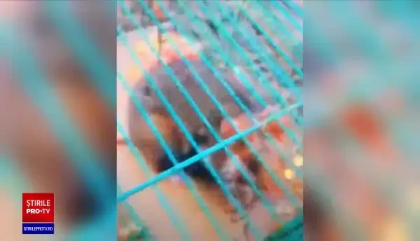 Un bărbat din județul Suceava riscă să ajungă la închisoare, după ce a ucis doi hârciogi