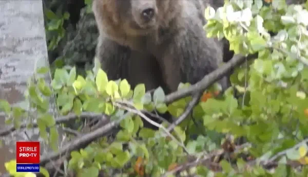 Doi urși agresivi, care au atacat mai multe gospodării, au fost împușcați. Reacția ministrului Mediului