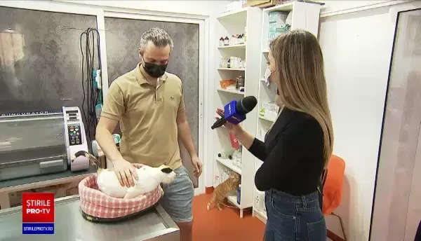 Românii continuă să abandoneze animalele de companie. Doar unul din zece câini de pe stradă e adoptat