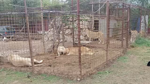 Șapte lei adulți, ridicați dintr-o gospodărie. Reprezentanții lor susțin că erau ținuți în condiții nesigure