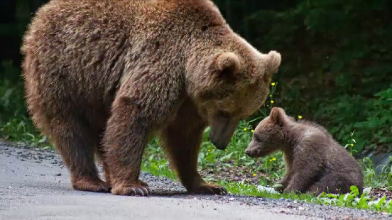 O ursoaică cu trei pui, capturată și dusă departe de oraș. Autoritățile au pândit-o vreme de două saptămâni