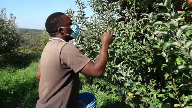 Criză de zilieri în podgoriile și livezile din țară. Fermierii apelează la clienți pentru a culege fructele