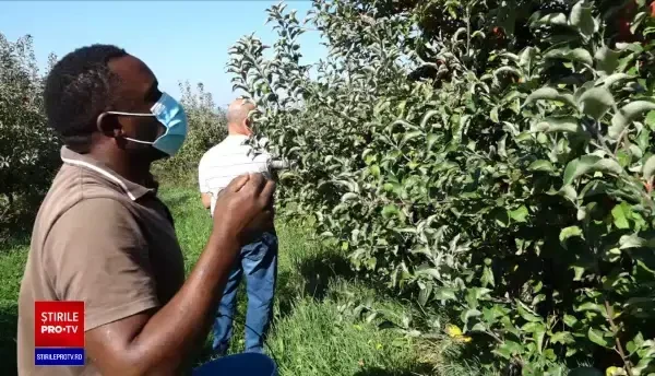 Criză de zilieri în podgoriile și livezile din țară. Fermierii apelează la clienți pentru a culege fructele