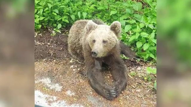 Un proiect pilot pentru îndepărtarea urșilor dă roade în unele zone din România. Despre ce este vorba