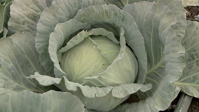 Mii de tone de varză și vinete riscă să rămână pe câmp anul acesta. Ce soluții au fermierii