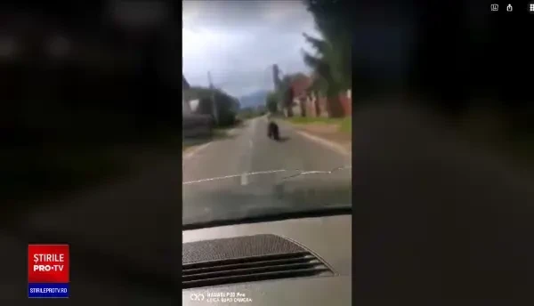 Un proiect pilot pentru îndepărtarea urșilor, dă roade în unele zone din România. Despre ce este vorba