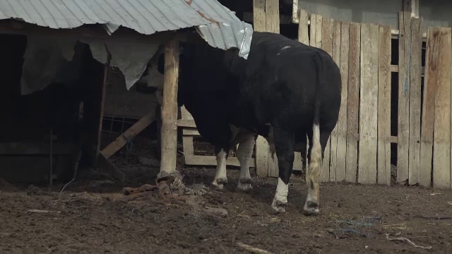 Tragedie într-o comună din județul Alba. Un bărbat a fost ucis de taurul de care avusese grijă ani de zile