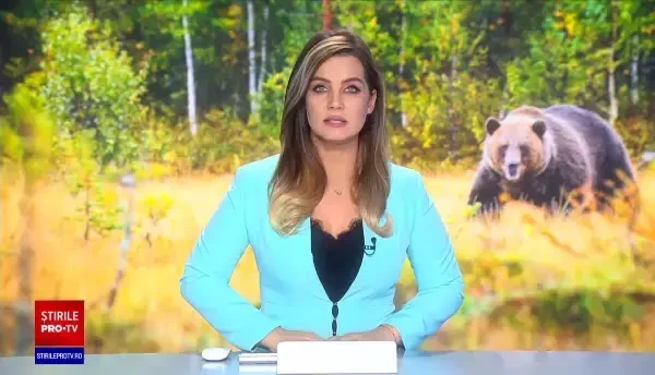 Pui de urs, zdrobit cu parii de săteni, după ce jandarmii l-au tranchilizat și l-au mutat la marginea pădurii