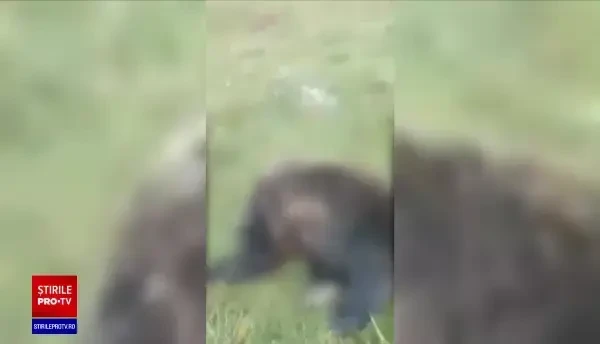 Zeci de localnici au schingiuit și omorât un pui de urs. Ultimele clipe de viață au fost filmate