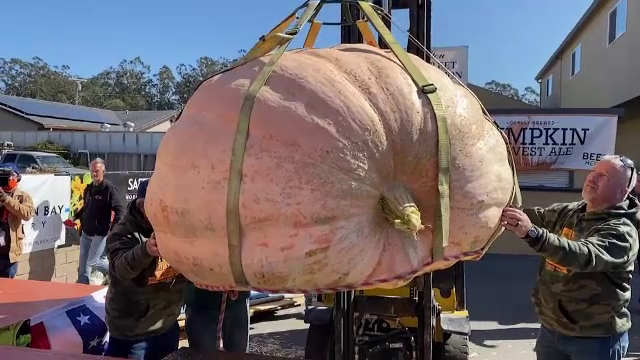 Un fermier din America, câștigătorul unui concurs de măsurat dovleci. Cât măsoară gigantul dovleac