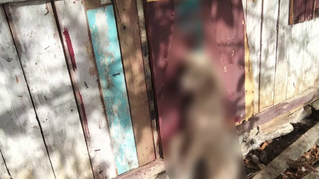 Cruzime rară. O cățelușă și cei trei pui ai ei au fost legați cu funie de gât și lăsați să moară