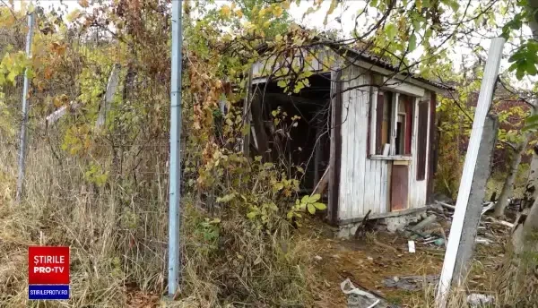 Cruzime rară. O cățelușă și cei trei pui ai ei au fost legați cu funie de gât și lăsați să moară