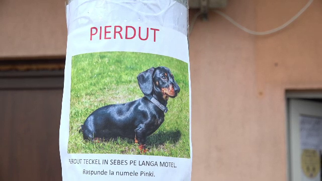 Un patruped de nădejde al unei familii din Sebeș, dispărut fără urmă